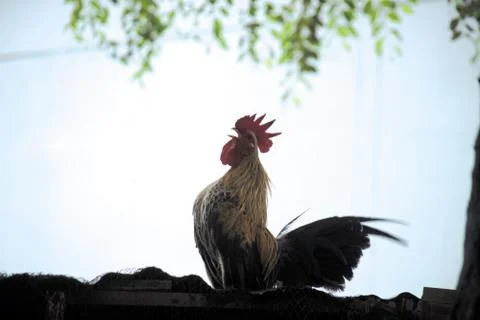 Rooster Stock Photos