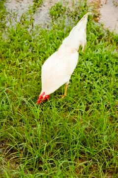 Rooster Stock Photos