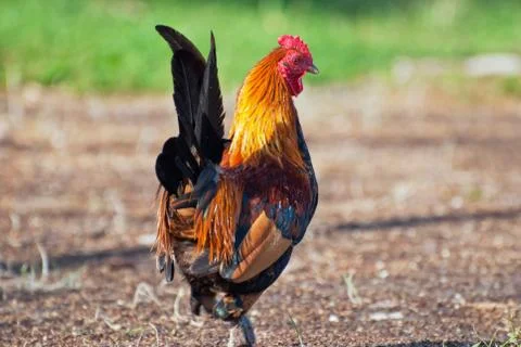 Rooster Stock Photos