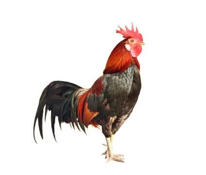 Rooster Stock Photos