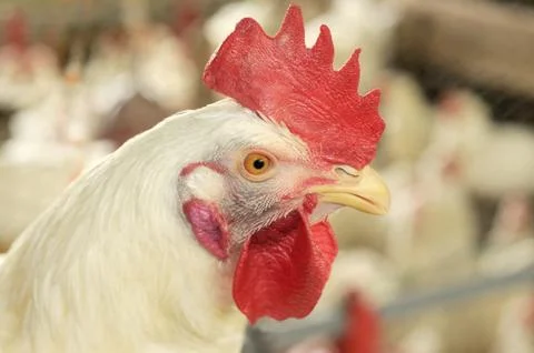 Rooster Stock Photos