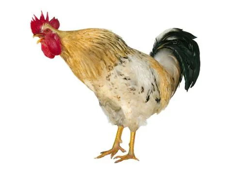 Rooster Foto stock