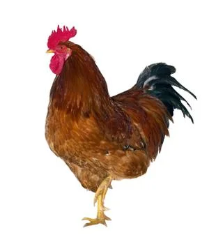 Rooster Stock Photos
