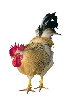 Rooster Stock Photos
