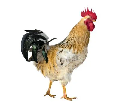 Rooster Stock Photos