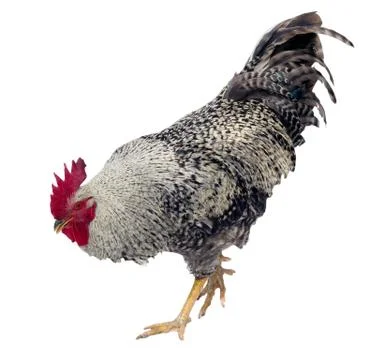 Rooster Stock Photos