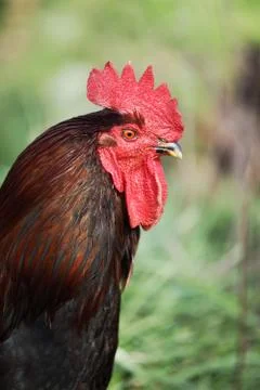 Rooster Stock Photos