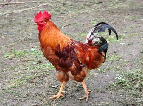 Rooster Stock Photos