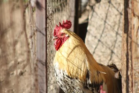 Rooster Foto stock