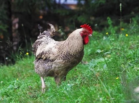 Rooster Stock Photos