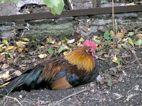 Rooster Stock Photos