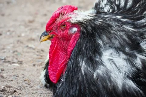 Rooster Foto stock
