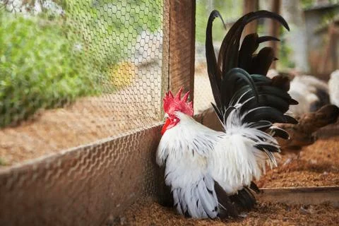 Rooster Foto stock
