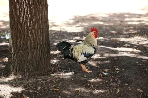 Rooster Stock Photos