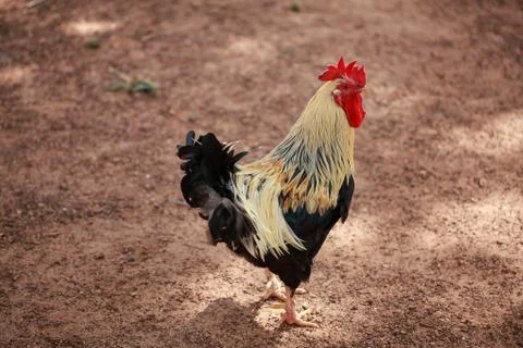 Rooster Stock Photos
