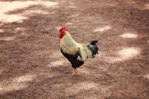 Rooster Stock Photos