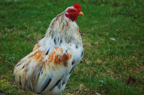 Rooster Stock Photos