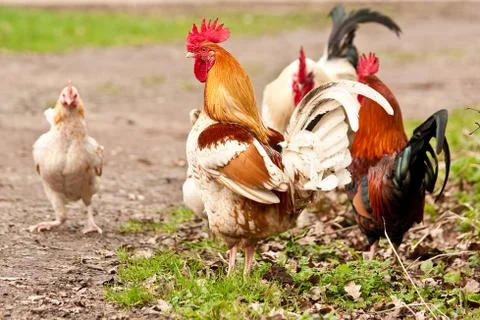 Rooster Stock Photos