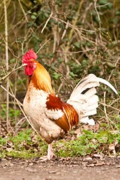 Rooster Foto stock