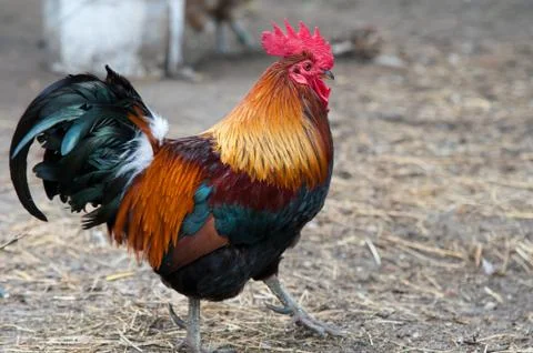 Rooster Fotos de archivo