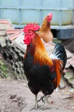 Rooster 스톡 사진