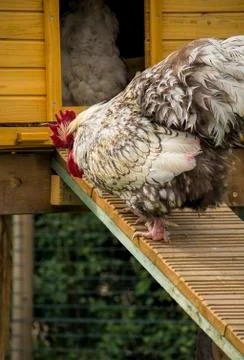 Rooster Stock Photos