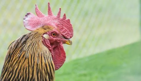 Rooster Foto stock