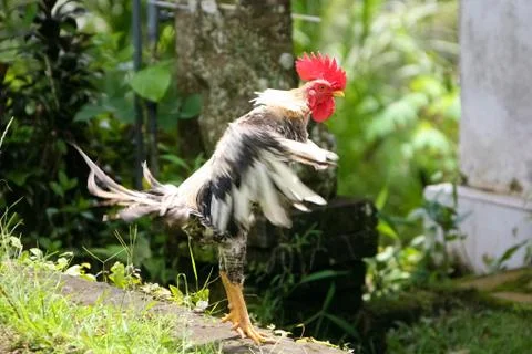 Rooster Stock Photos