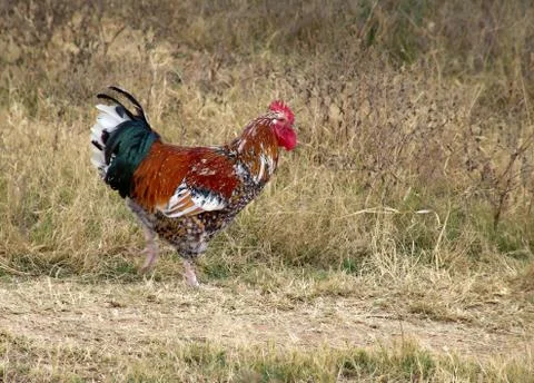 Rooster 库存照片