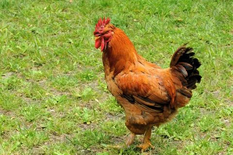 Rooster Stock Photos