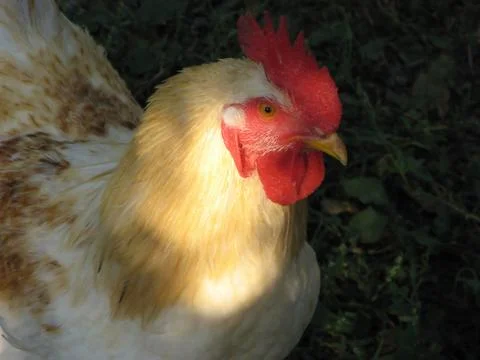 Rooster Stock Photos
