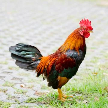 Rooster Stock Photos