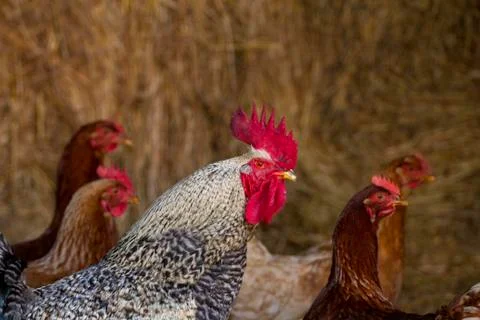 Rooster Stock Photos