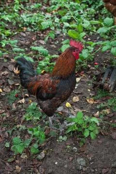 Rooster Stock Photos