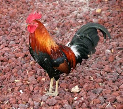 Rooster Stock Photos