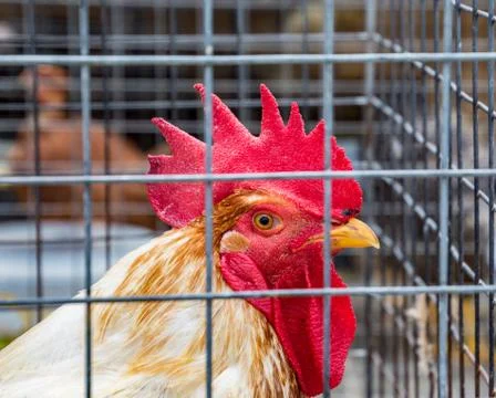 Rooster Stock-Fotos