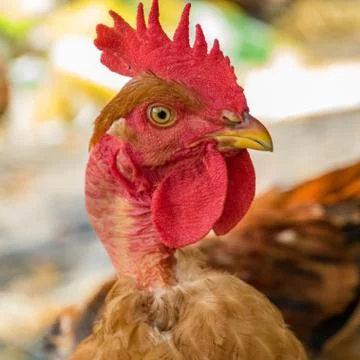 Rooster Stock Photos