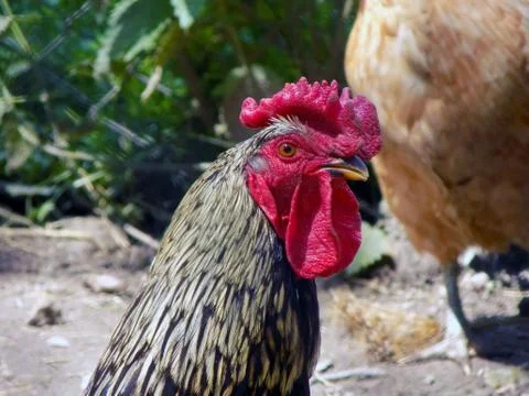 Rooster Stock Photos