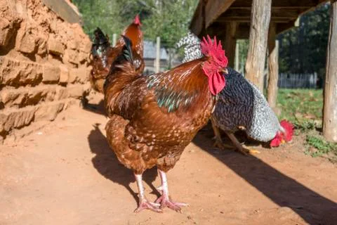 Rooster Stock Photos