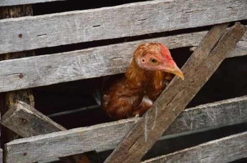Rooster Stock Photos
