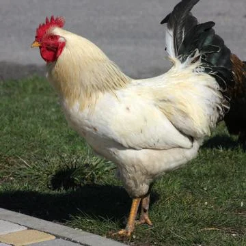 Rooster. Stock Photos
