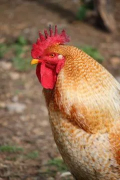 Rooster Stock Photos