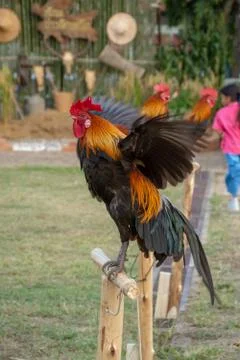 Rooster Stock Photos