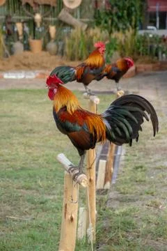Rooster Stock Photos