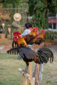 Rooster Stock Photos