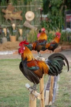 Rooster Stock Photos