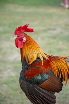 Rooster Stock Photos