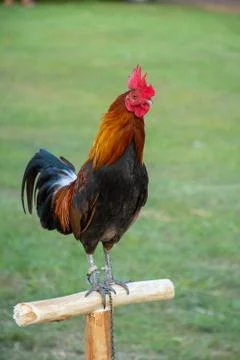 Rooster Stock Photos