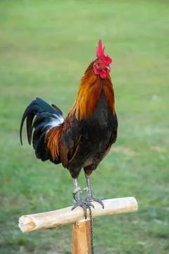 Rooster Stock Photos