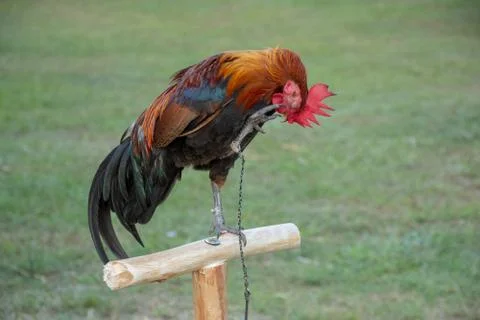 Rooster Stock Photos